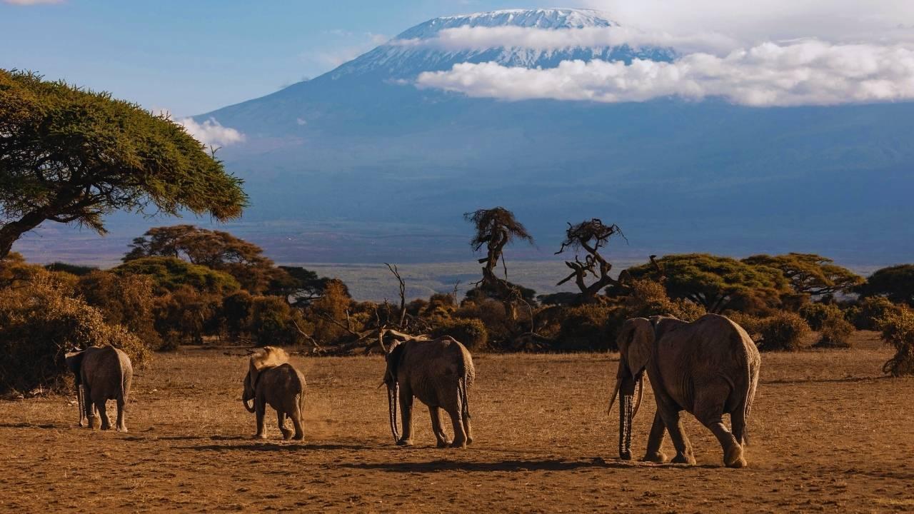 Protecting Endangered Species with AI and Drones: The Next Era of Wildlife Conservation