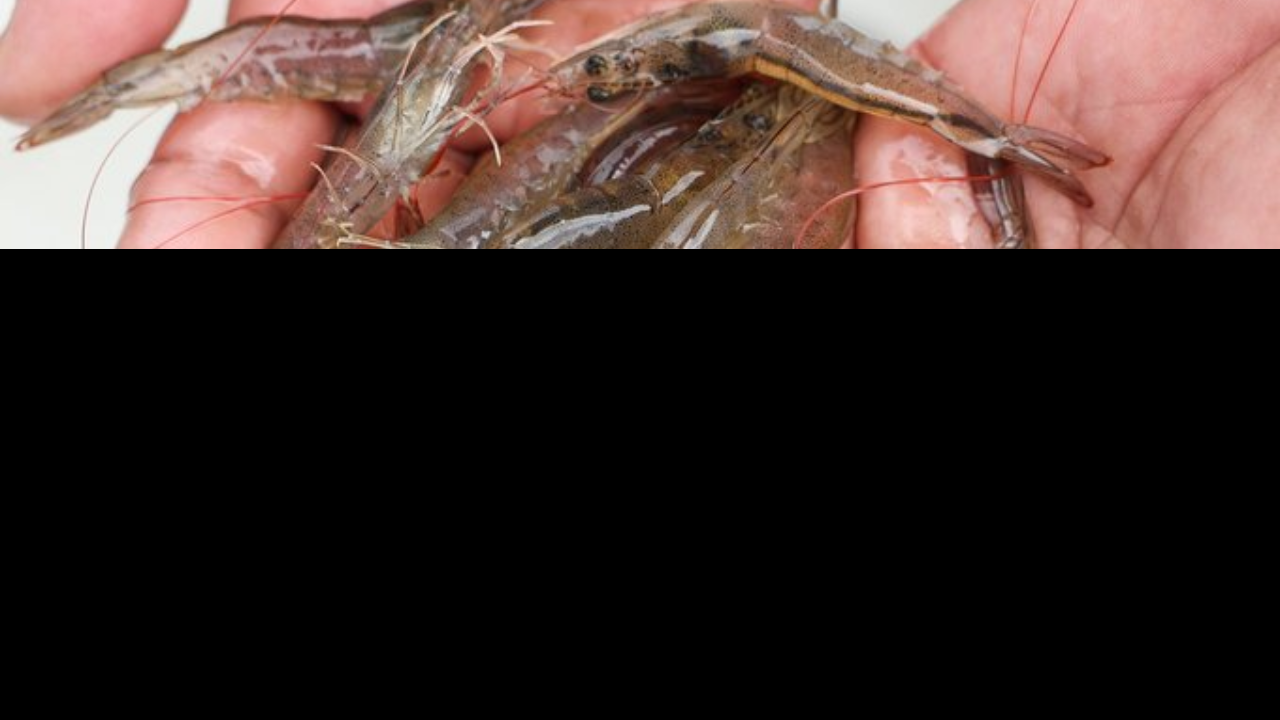 Indonesia's Shrimp Industry Faces Crisis After Radioactive Contamination