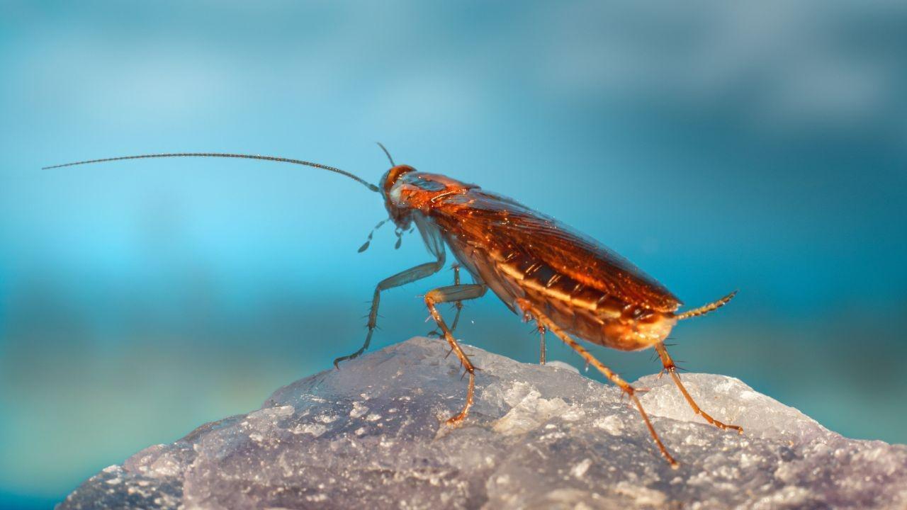 Flamethrower Misadventure Claims Life in South Korea