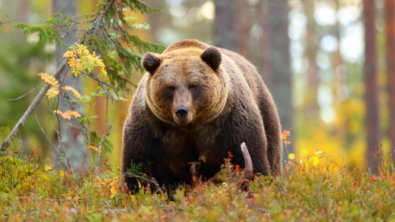 Surge in Bear Attacks in Japan Leads to Horror Film Delay