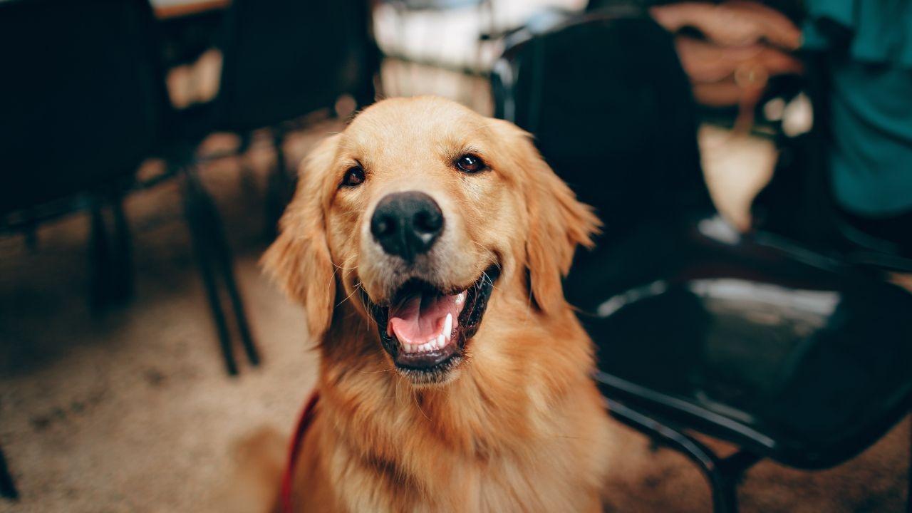 Supreme Court Raps State for Ignoring Stray Dog Order