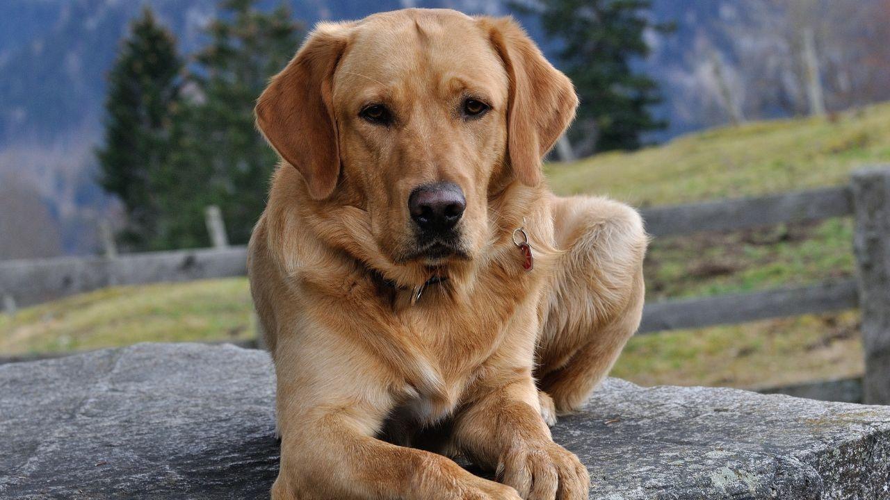 Supreme Court Mandates Removal of Stray Dogs and Cattle Across India