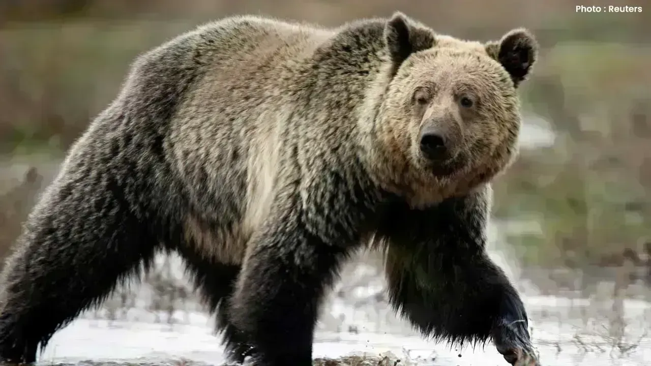 Grizzly Bear Attack Injures 11 Students and Teachers in Canada