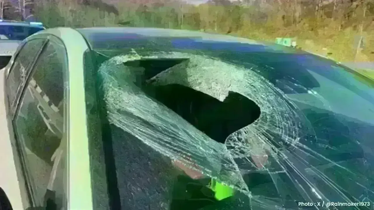 Bald Eagle Shocks Driver by Dropping Cat Through Windshield