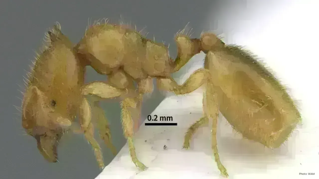 Unique Ant Species Found in Sharjah's Hajar Mountains