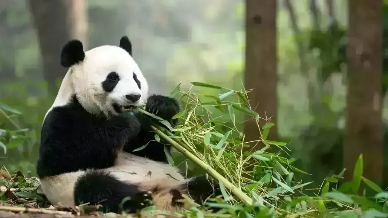 France Bids Farewell to Pandas as One Returns to China Due to Health Issues