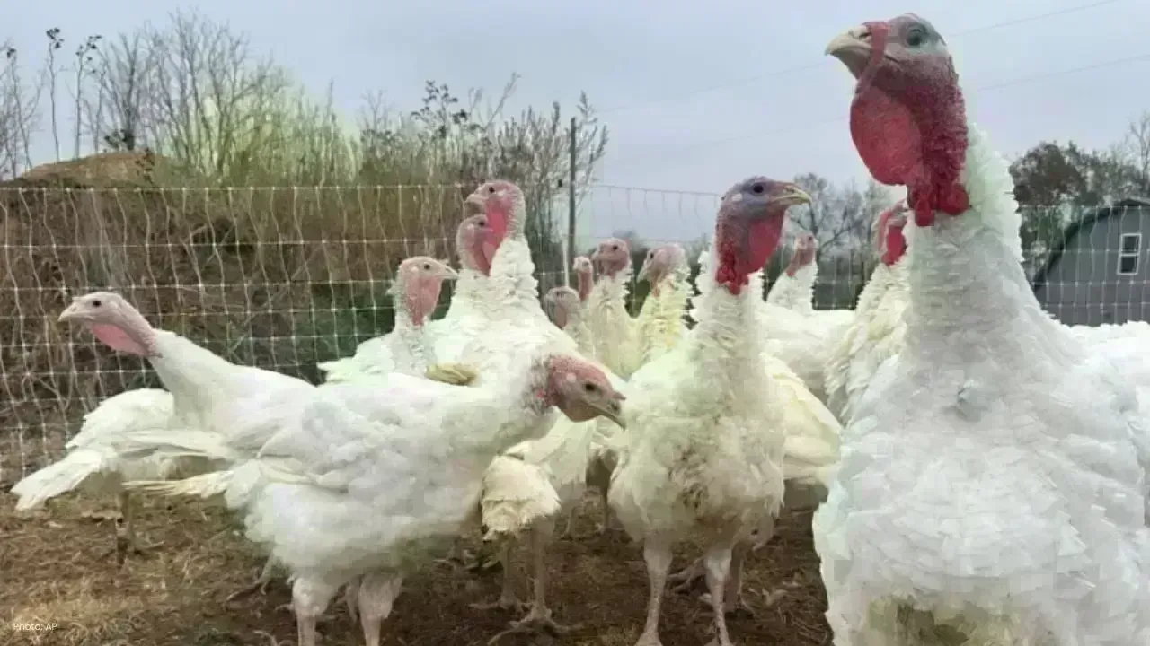 Thanksgiving Turkey Prices Surge Amid Disease, Supply Strain