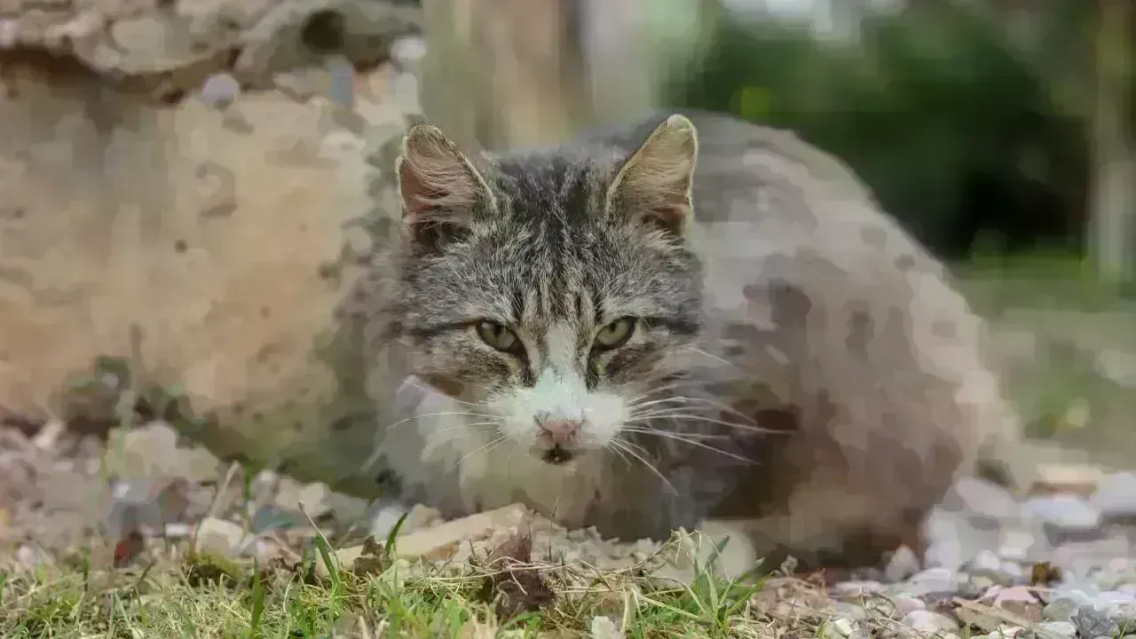 New Zealand Plans to Remove Feral Cats by 2050 to Save Wildlife