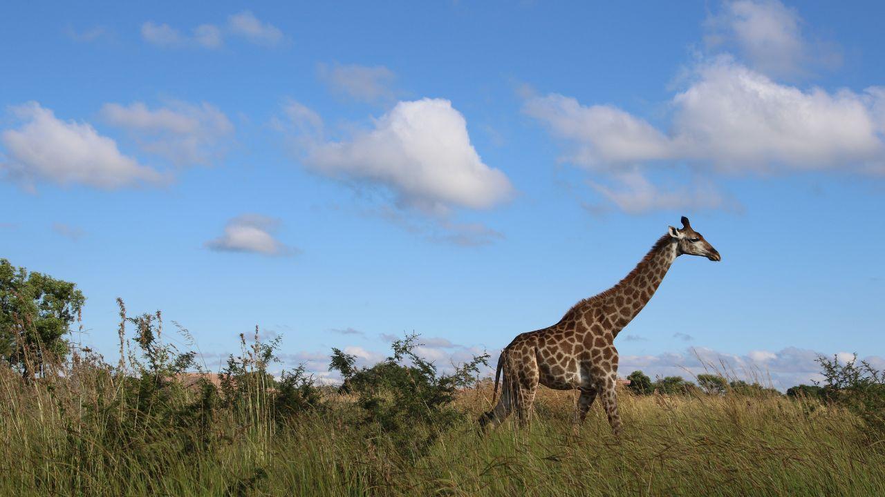 New Research Reveals Africa’s Forests Transforming from Carbon Sinks to Sources