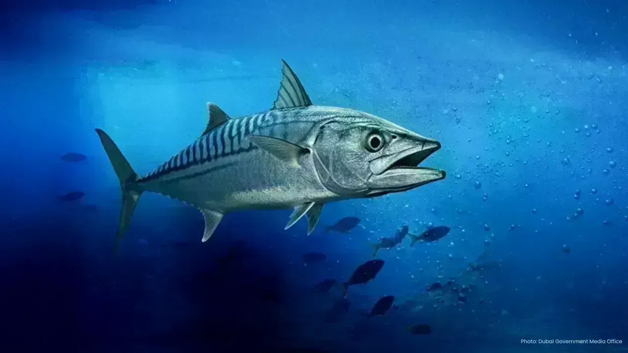 EAD Unveils Discovery of Additional Kingfish Spawning Season in Abu Dhabi