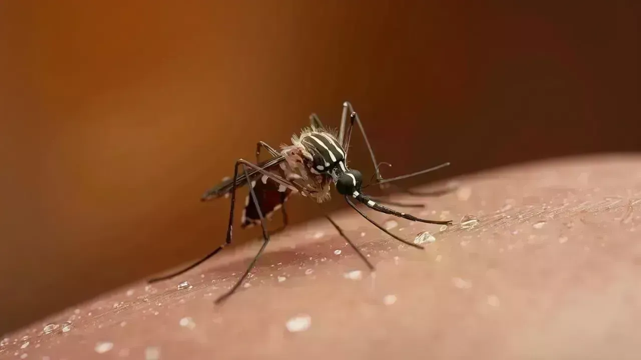 Cuba Confronts Deadly Chikungunya and Dengue Outbreak