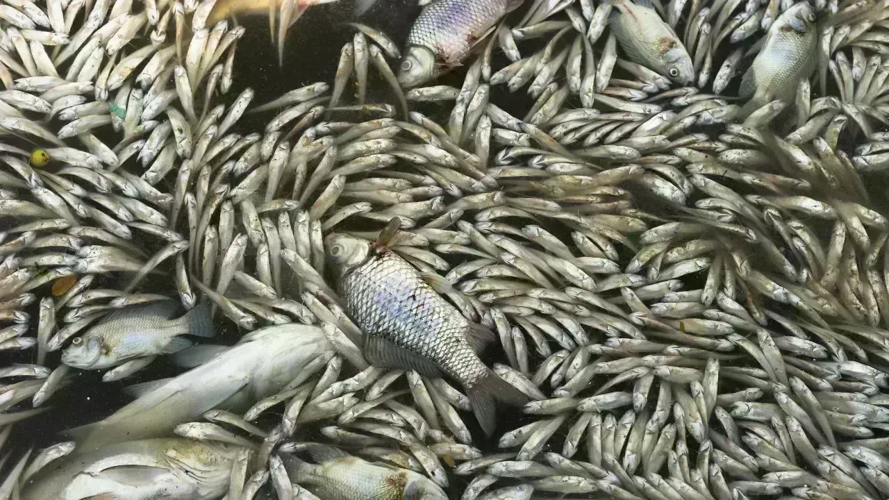 Abu Dhabi’s Al Muzoon Canal Hit by Algal Bloom, Fish Found Dead