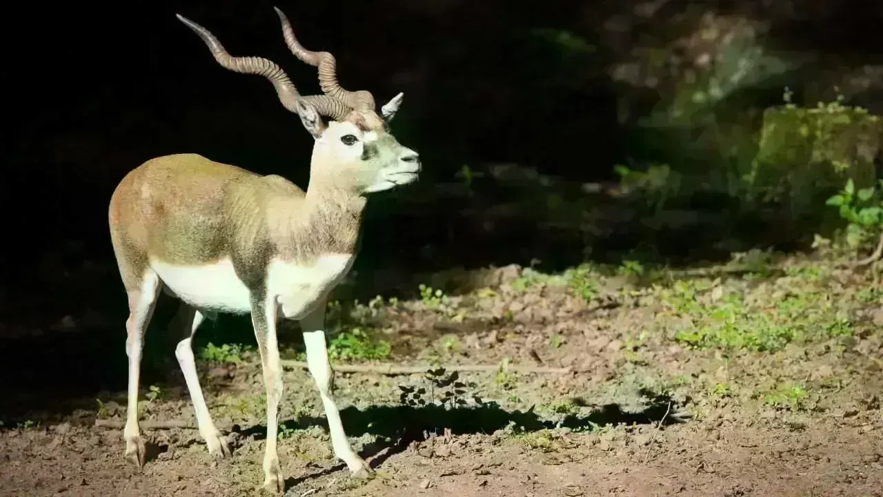 Ten Blackbucks Lost to Bacterial Infection at Jamshedpur Zoo