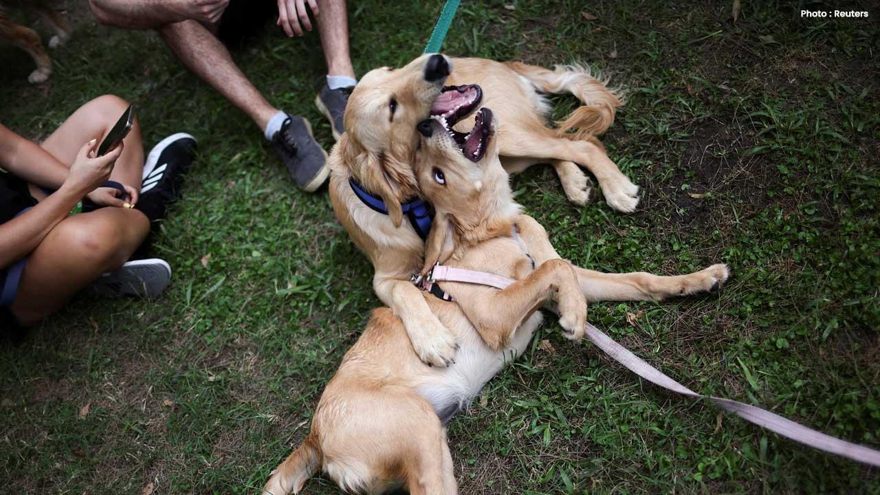 Argentina Breaks World Record With 2,397 Golden Retrievers Gathered
