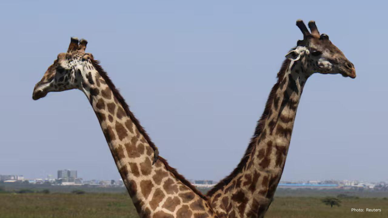 Global Sting Operation Unveils Unprecedented Wildlife Trafficking