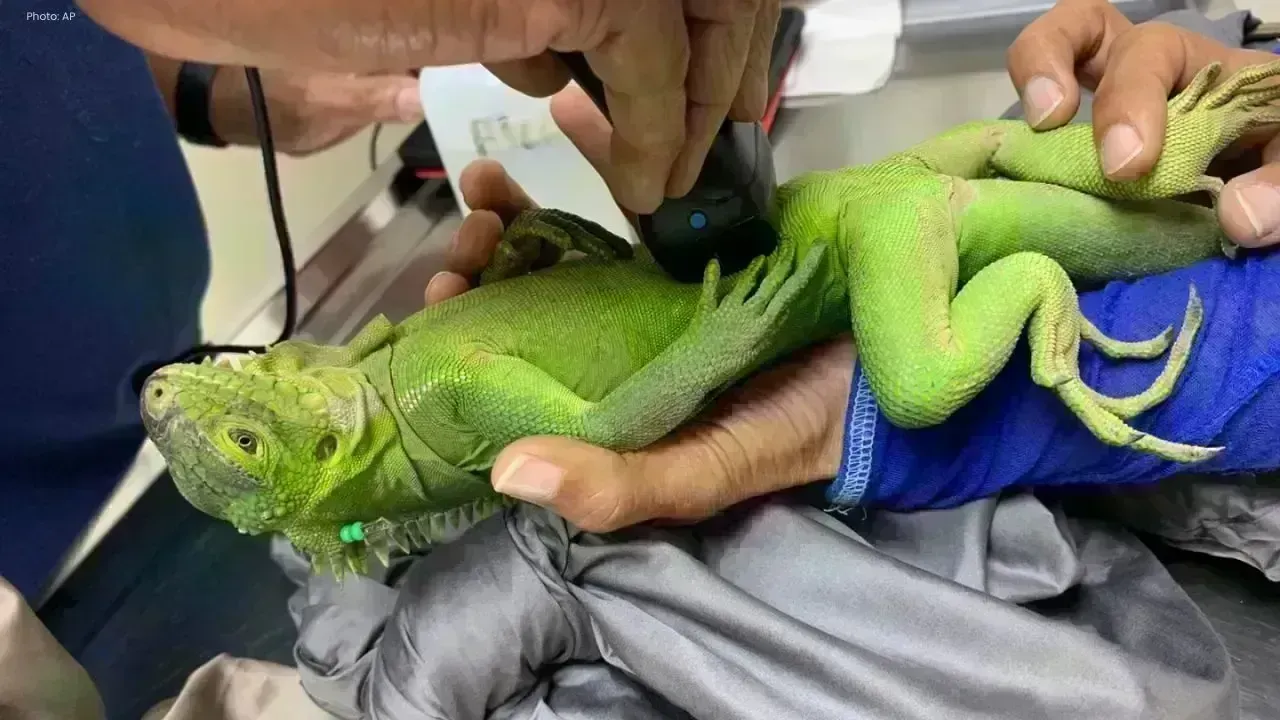 Revival of the Lesser Antillean Iguana on a Caribbean Cay