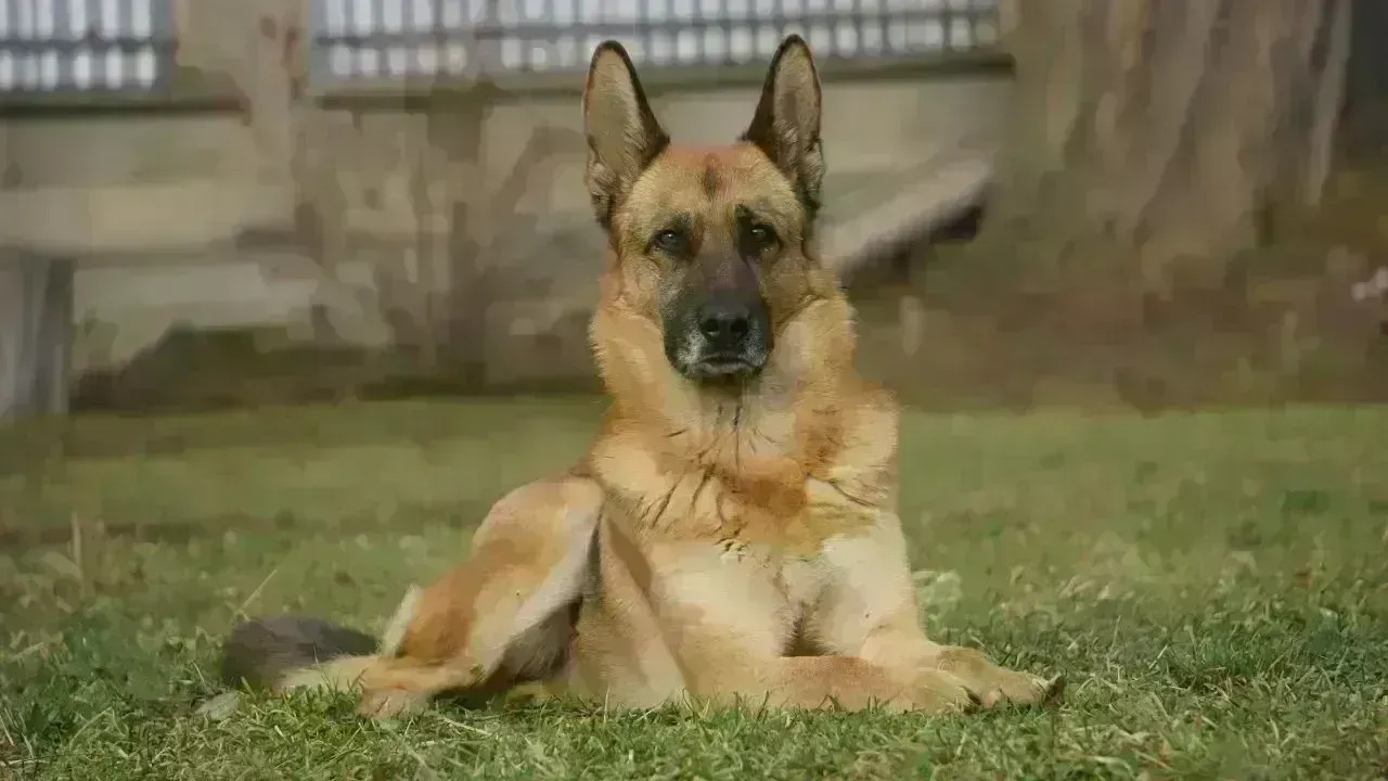 Tragic Loss: Sisters in Lucknow Succumb to Emotional Toll from Sick Dog