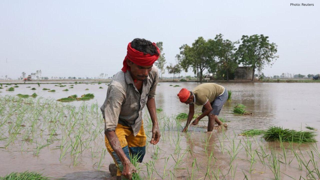 India's Success as a Rice Exporter Puts Water Resources at Risk