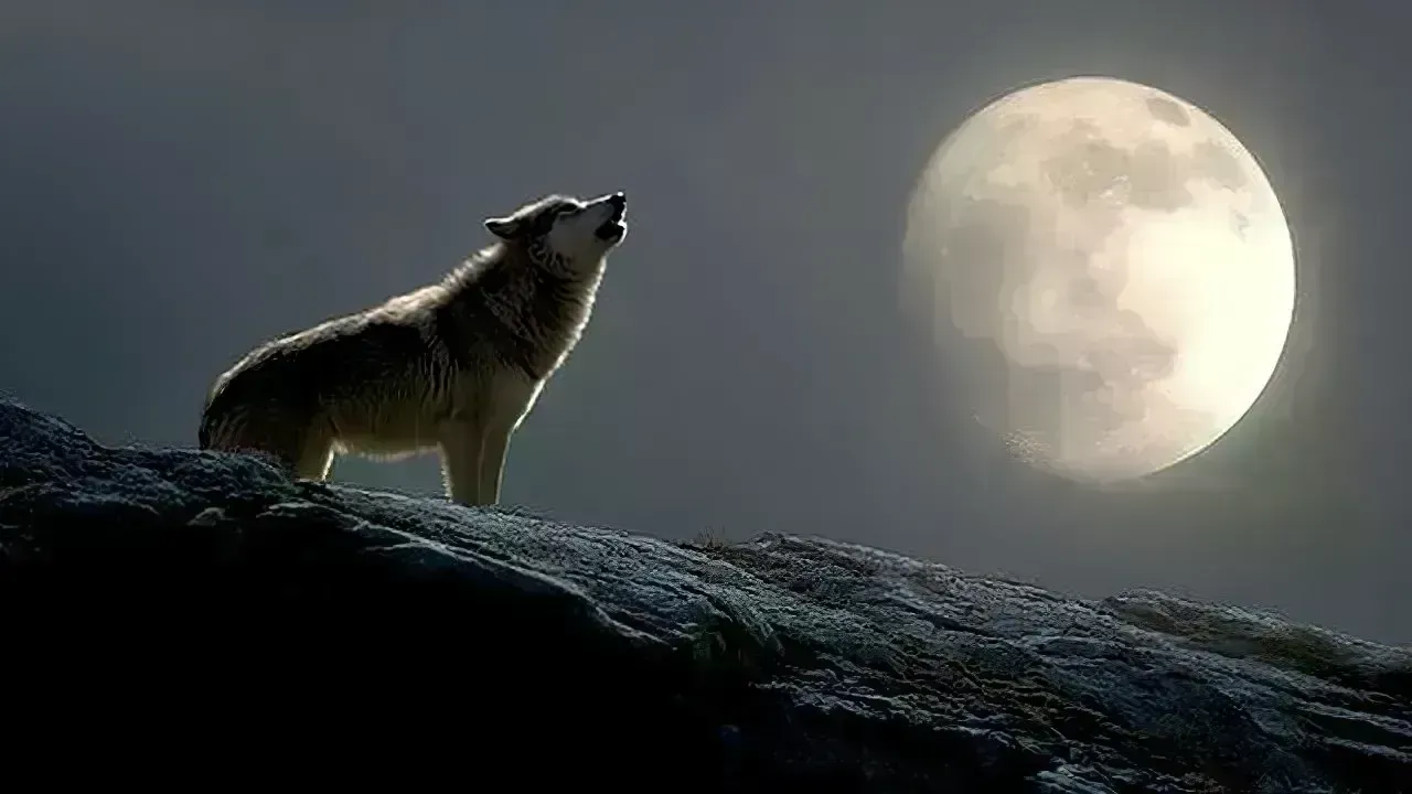 Paush Purnima 2026: The Stunning ‘Wolf Moon’ Illuminates the Night Sky Tonight
