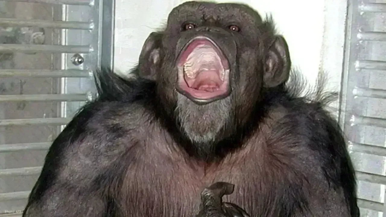 Beloved Chimpanzee Ai, Icon of Primate Research, Passes Away at 49