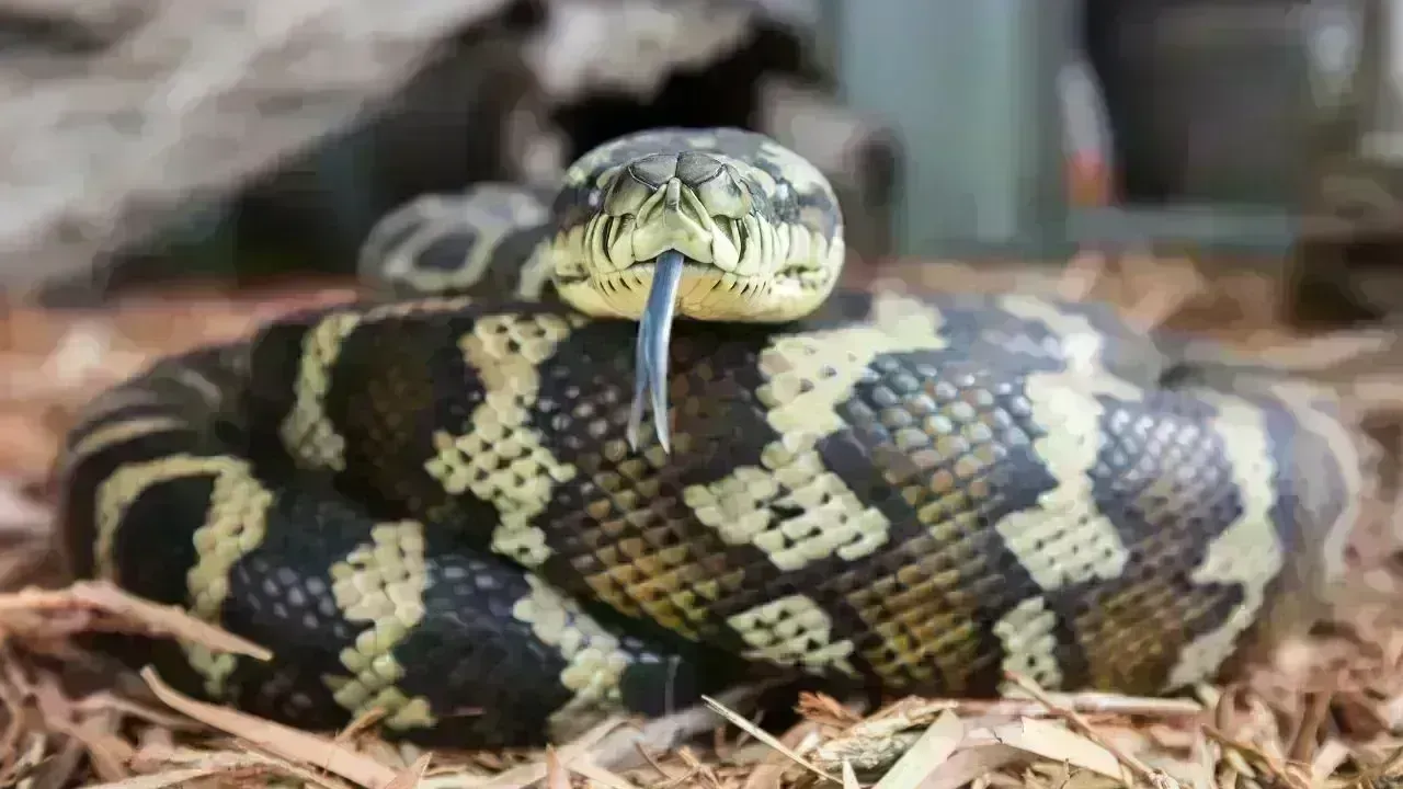 Brisbane Resident Encounters Massive Python in Bed
