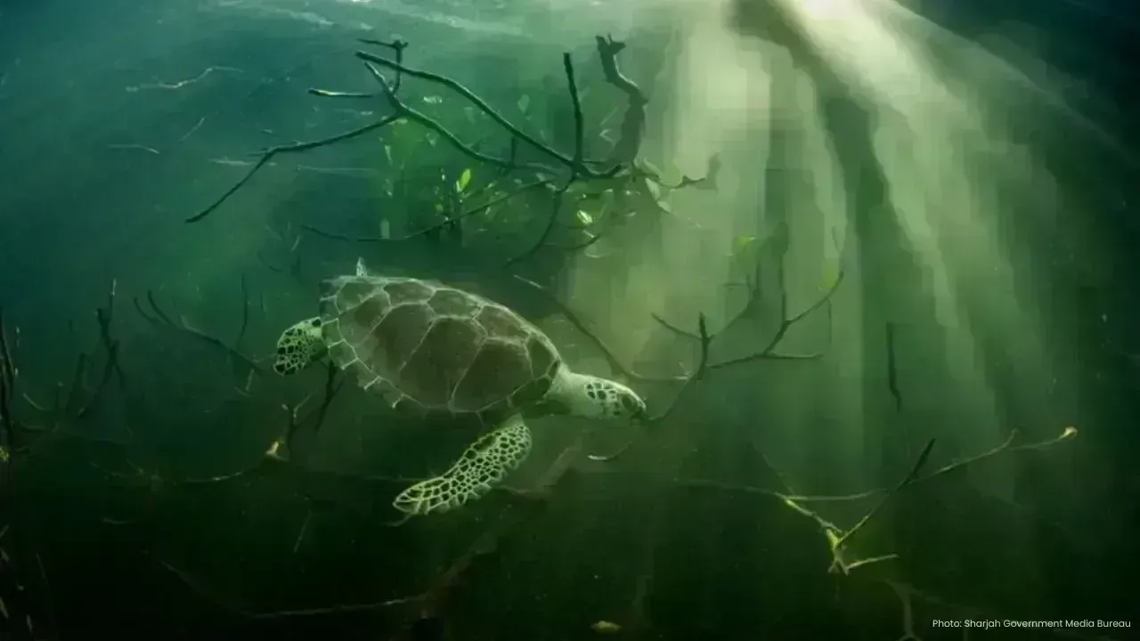 Xposure 2026 Conservation Summit: A Global Approach to Ocean Health