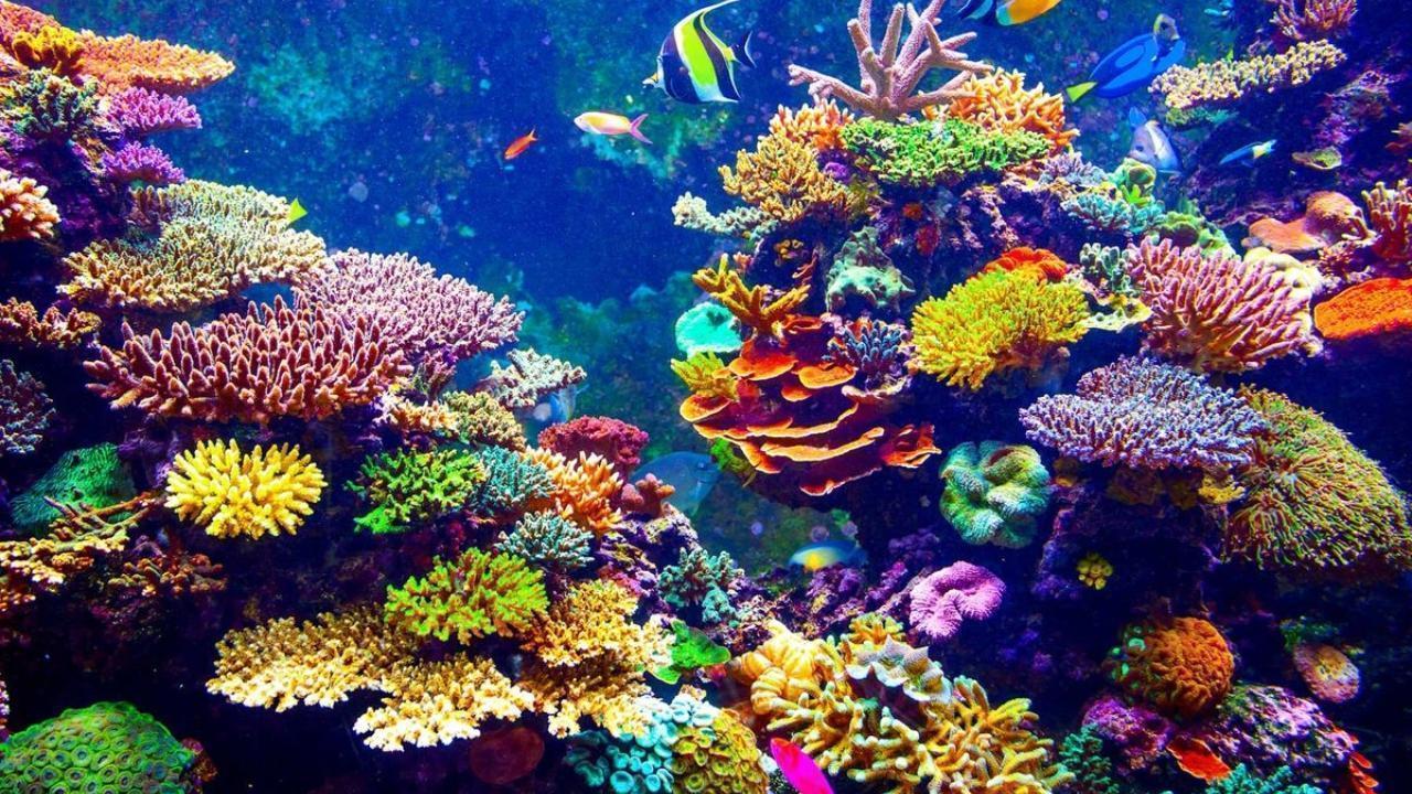 How Coral Reefs Support Marine Life