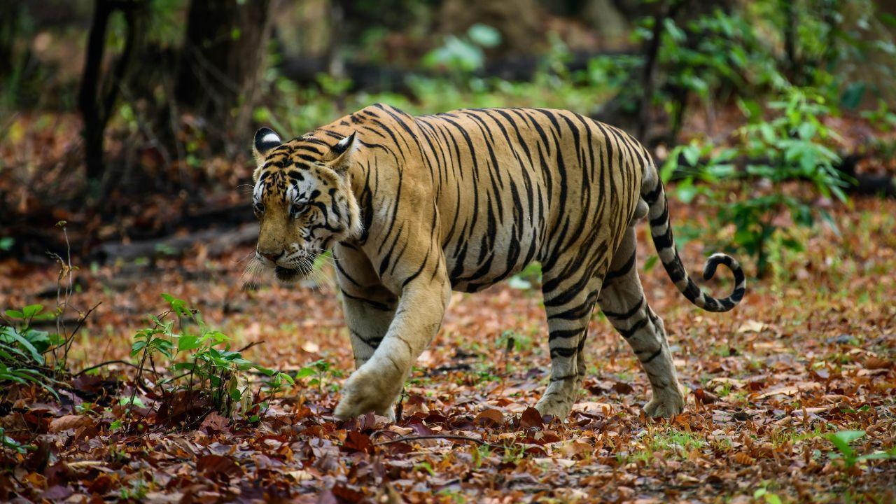 Reframing Malaysia as a New Asian Tiger in a Complex Global Economy