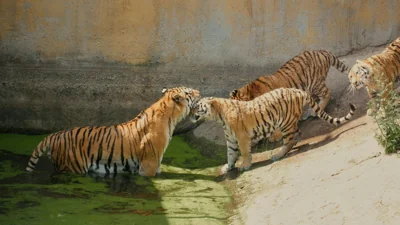 Probe Launched After Illness Kills 72 Tigers in Thai Park