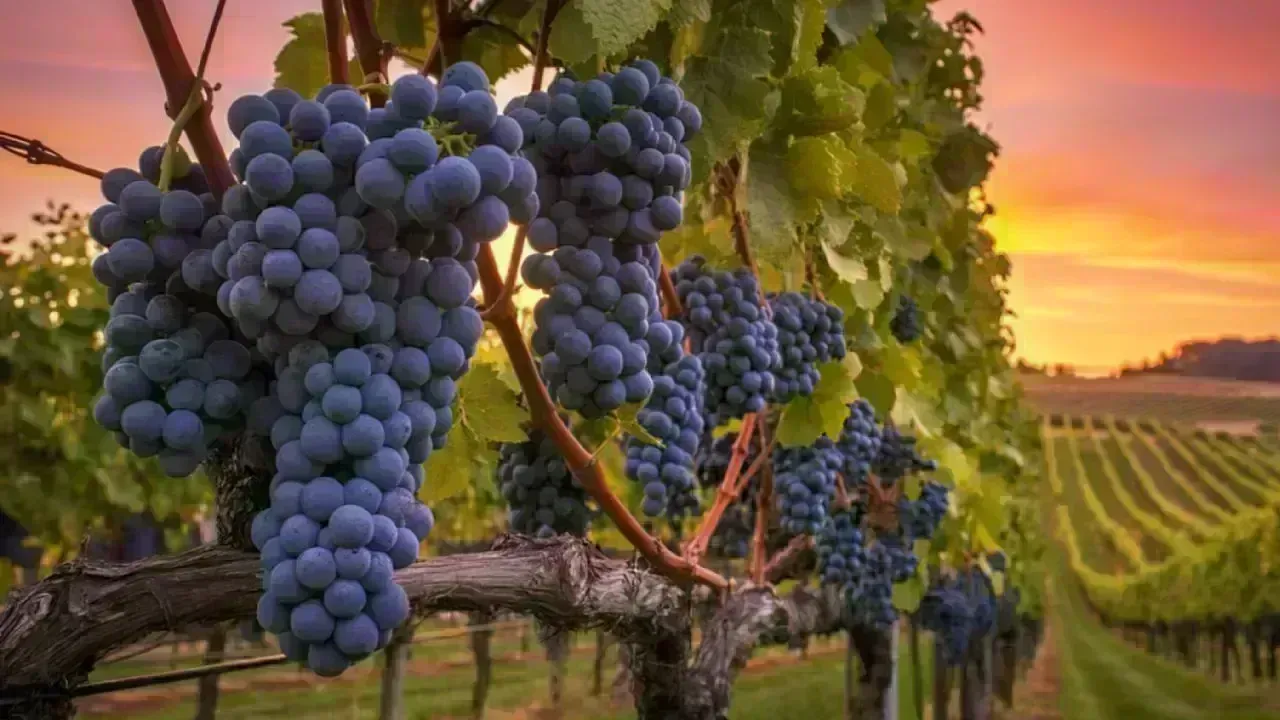 Farm Projects Boost Food Security in Sharqiyah