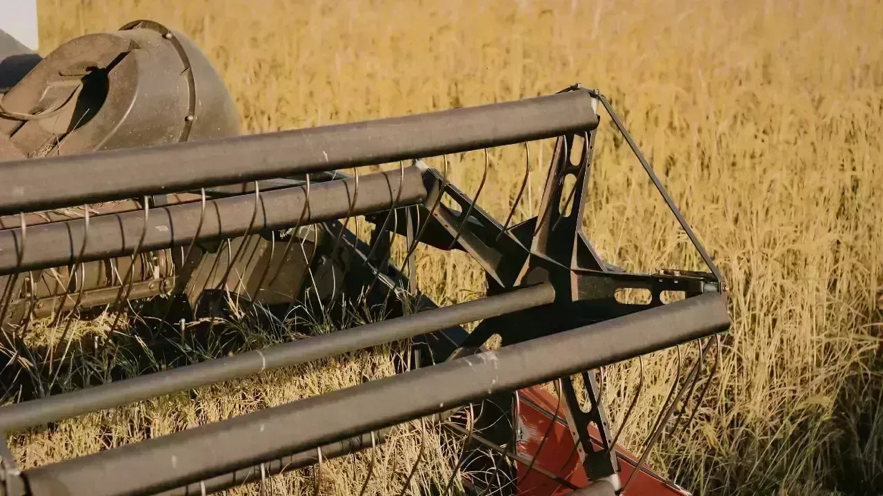 Oman Wheat Harvest Expands in Dhofar Region