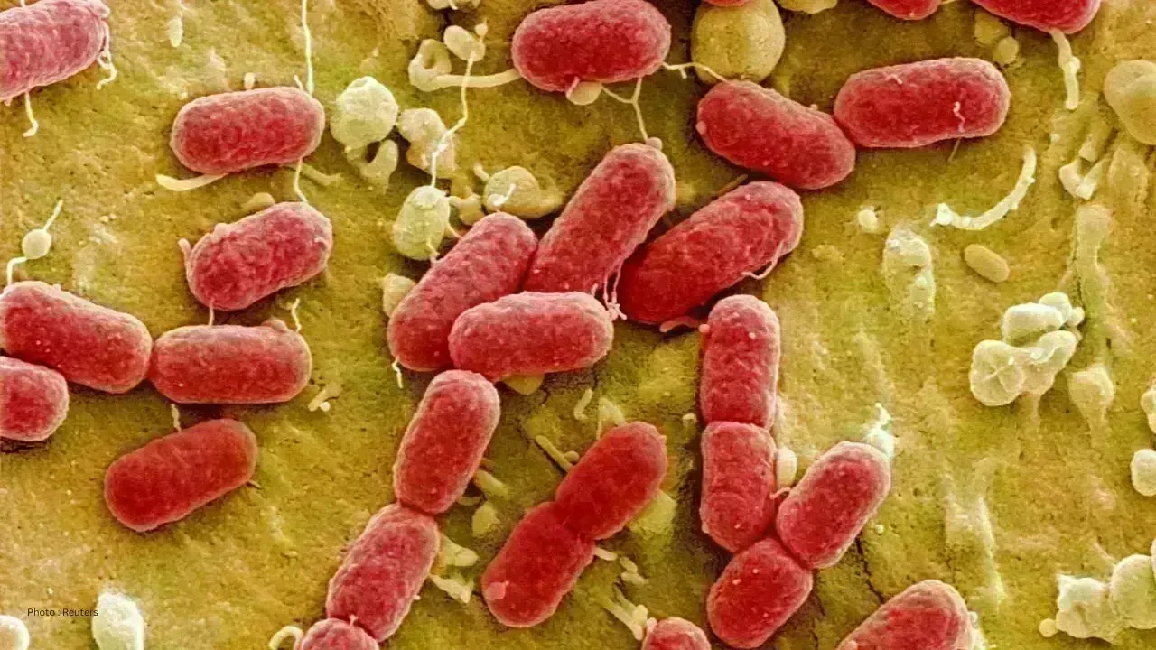 Hamilton Restaurant Salmonella Outbreak Sees Rise in Cases