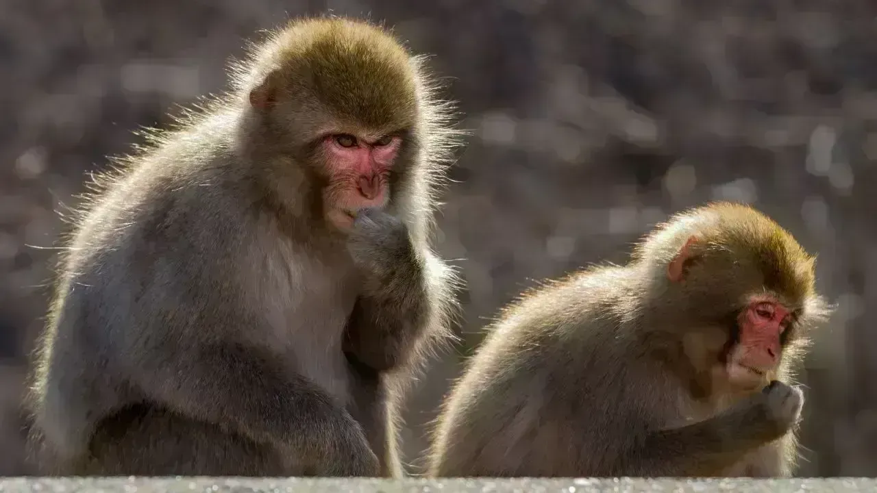 Sailor's Unusual Encounter with Monkey During Thailand Mission