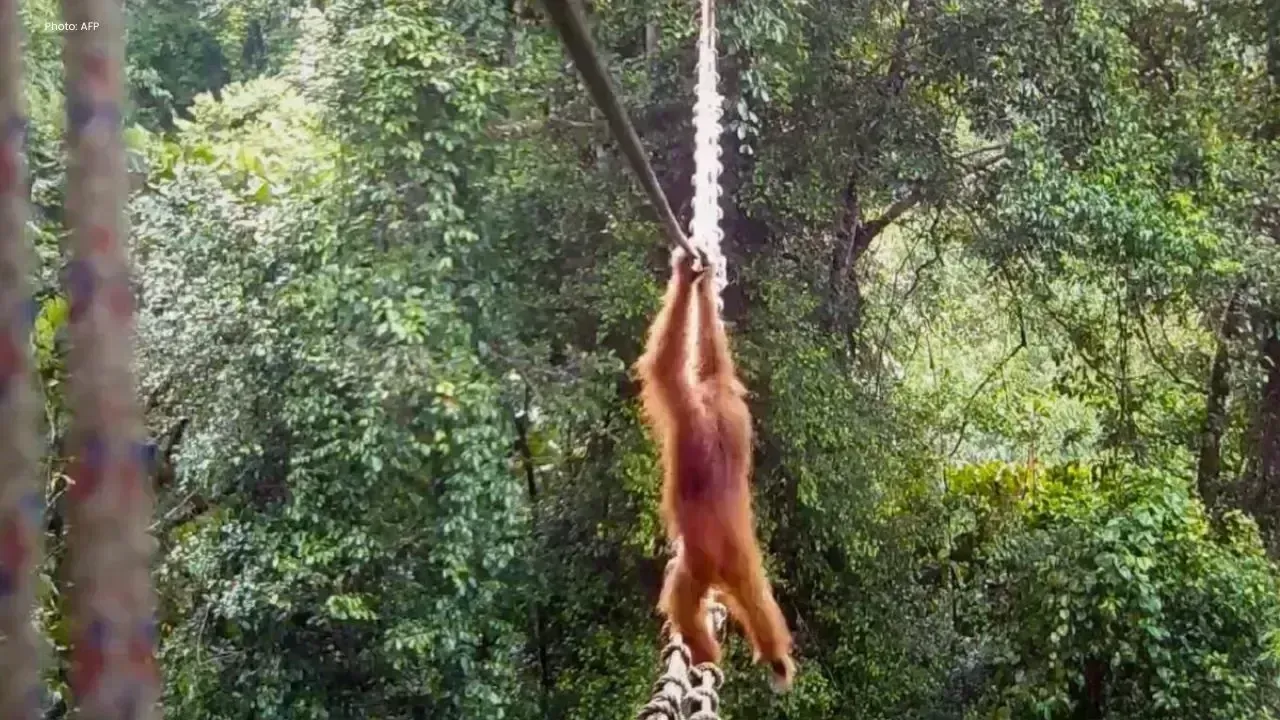 Orangutan Uses Bridge To Cross Road First Time