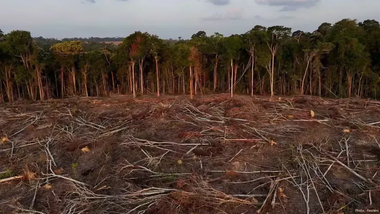 Tropical Forest Loss Declines in 2025, Yet Deforestation Remains a Critical Issue