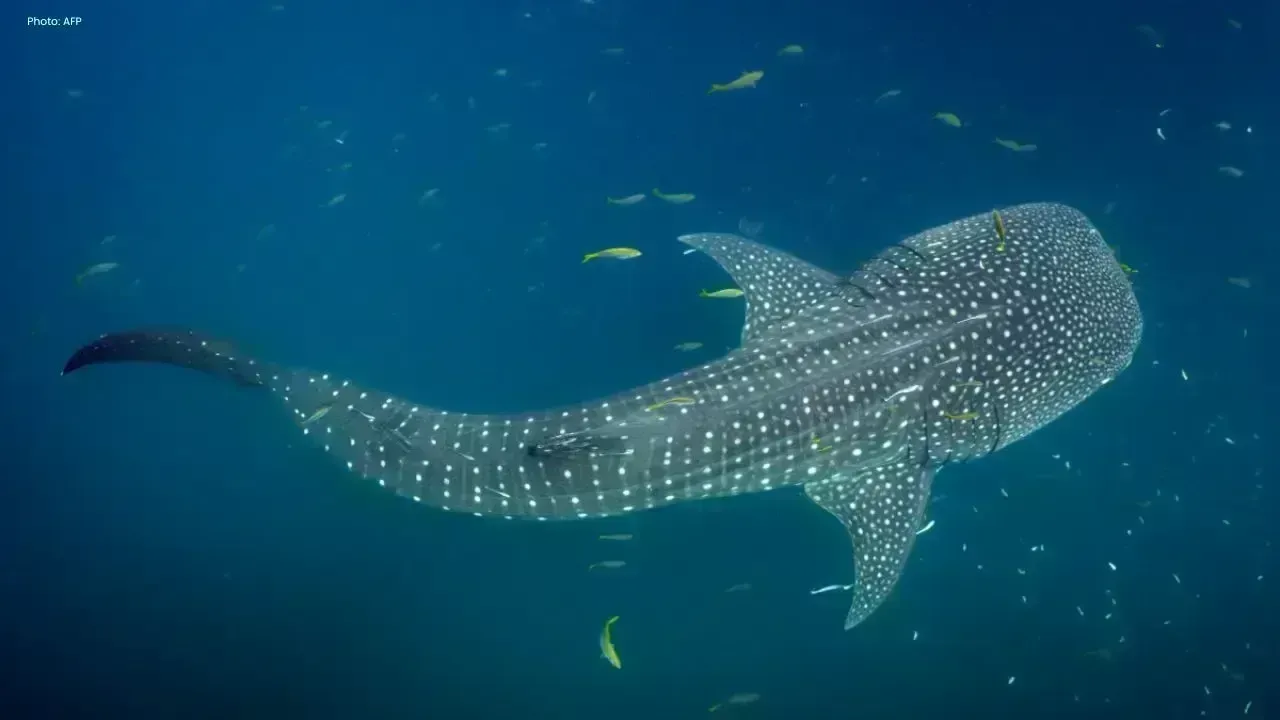 Study Finds Key Whale Shark Hotspots in Indonesia