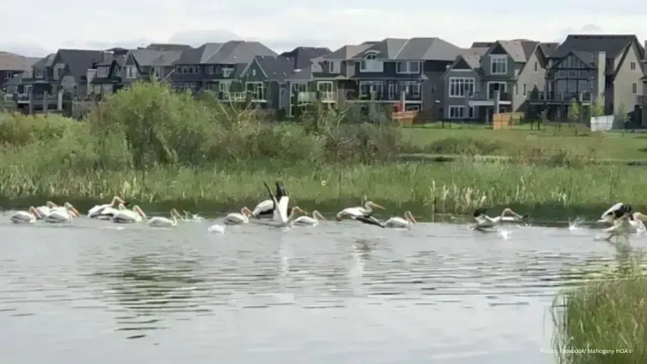 Calgary Beach Drowning Incident Leaves Child Hospitalized