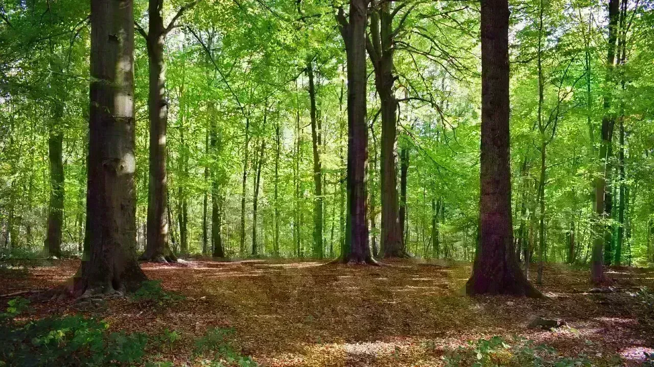 Vietnam Tightens Penalties for Forest Violations