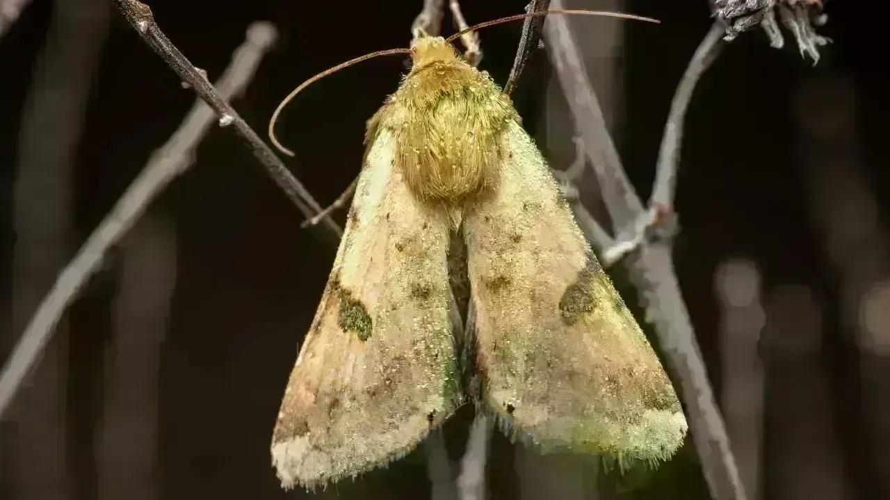 Invasive Moth Threatens Ladakh Farming Economy