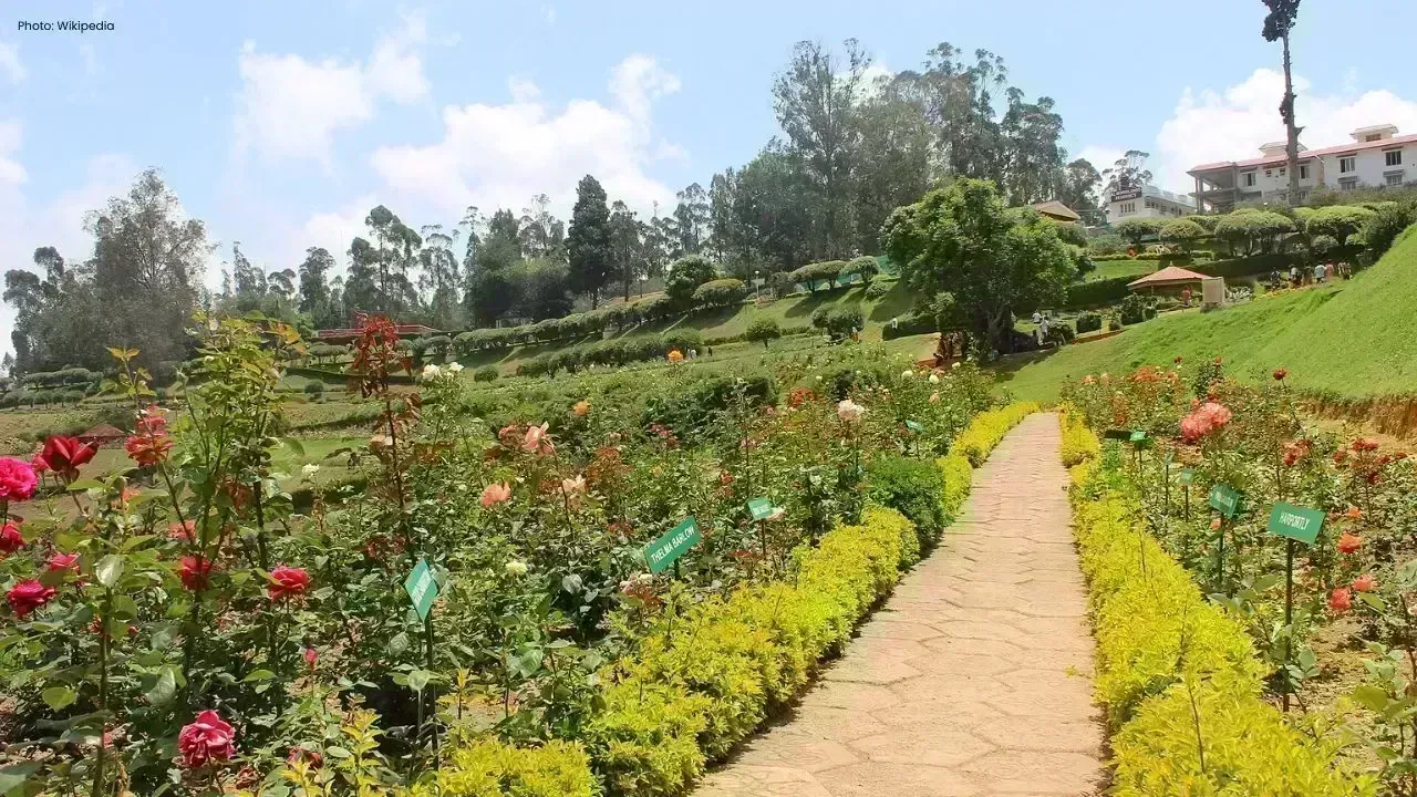 Udhagamandalam Rose Garden Draws Tourists