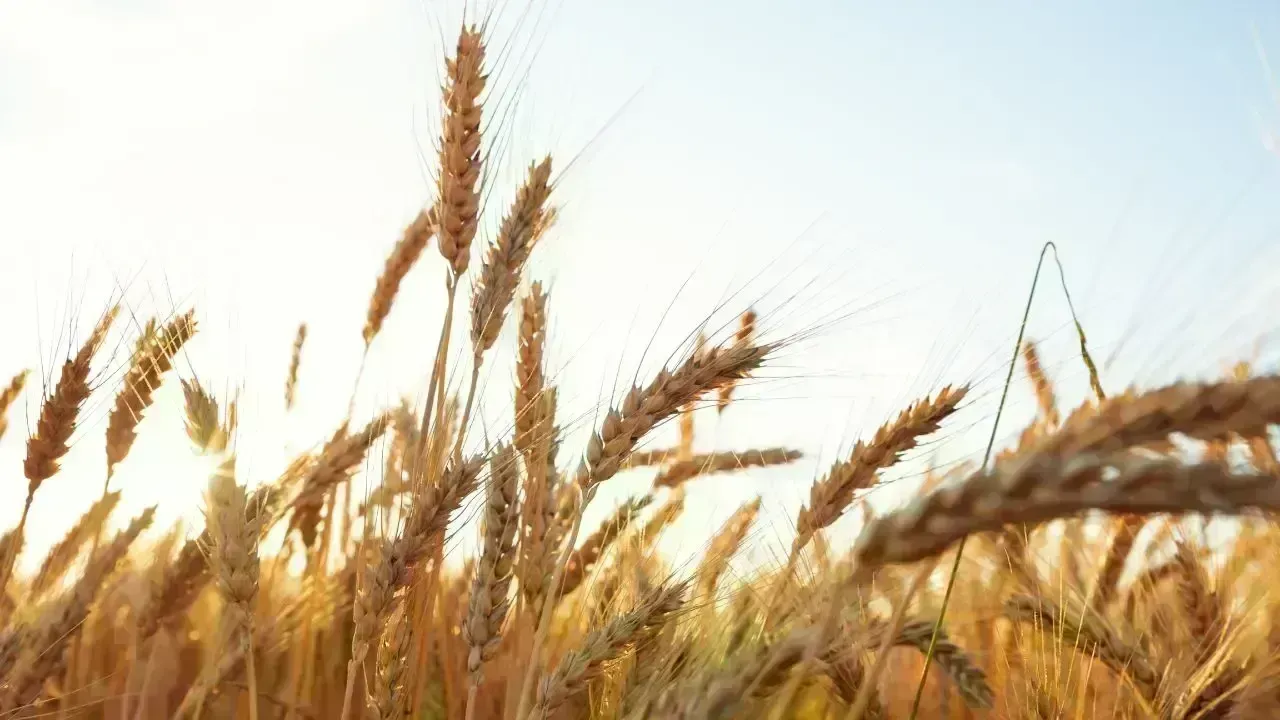 Asian Wheat Buyers Return Amid Supply Fears