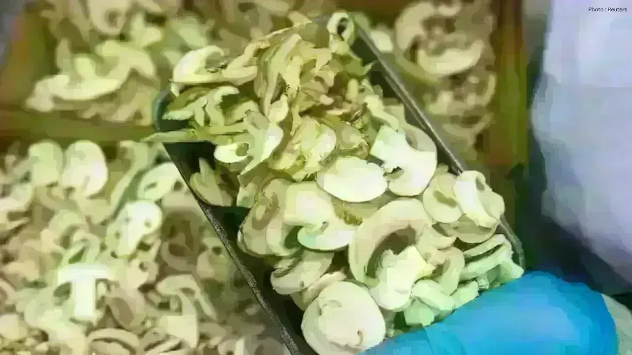New U.S. Tariffs on Canadian Mushrooms Spark Industry Alarm