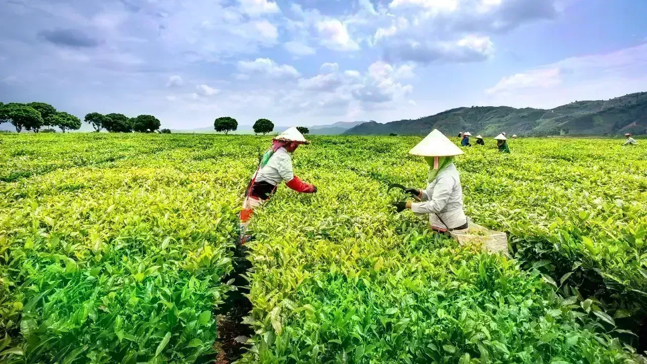 Vietnam Revises Cooperative Support Rules