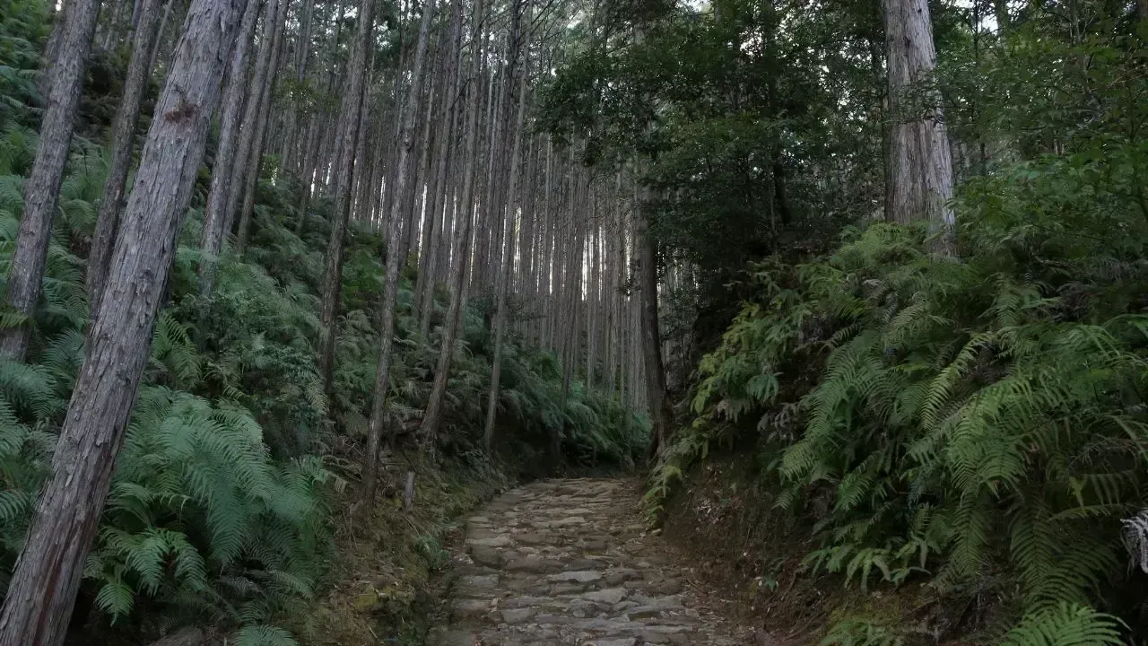 Japan’s 1950s Forest Policy Backfires