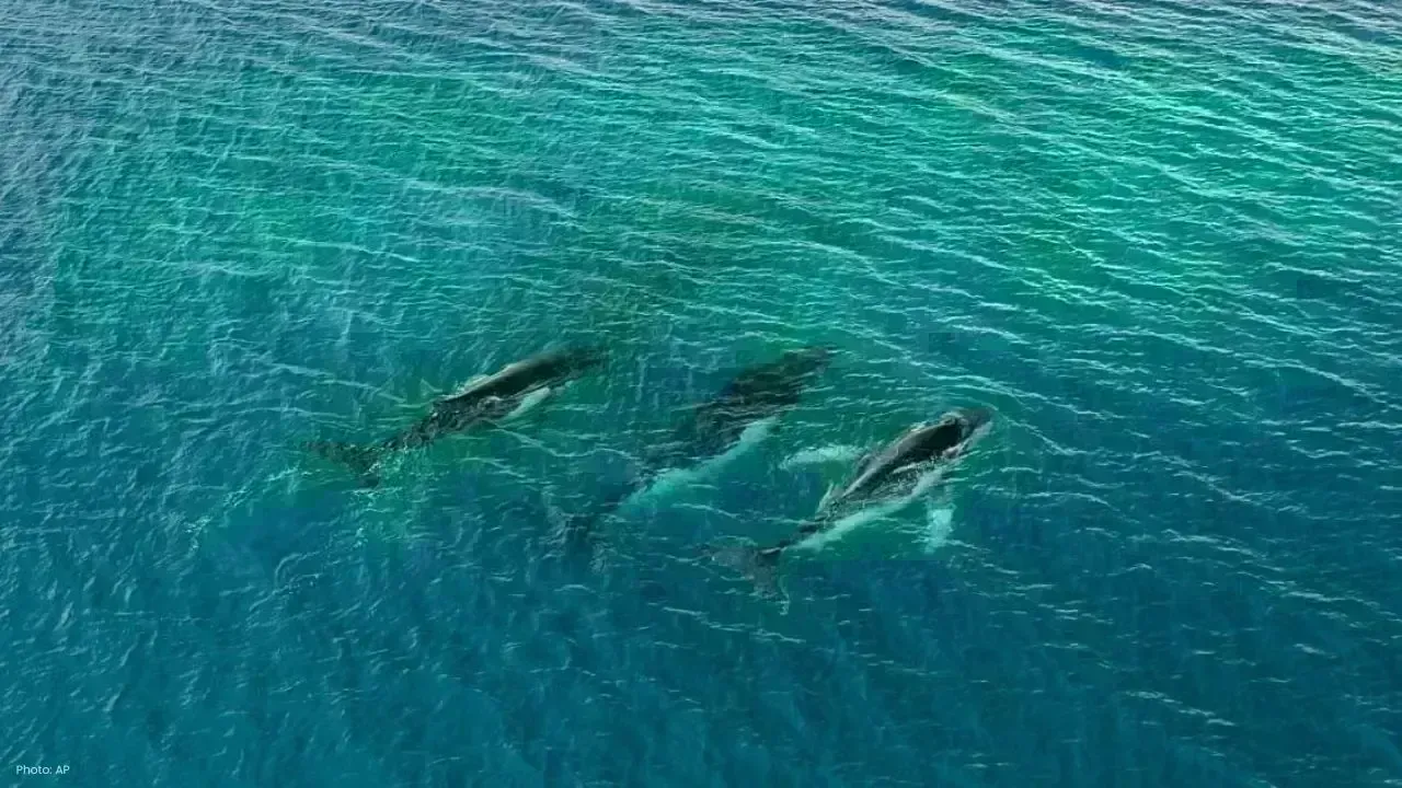 Humpback Whales Set New Migration Record with 15,000 KM Journey
