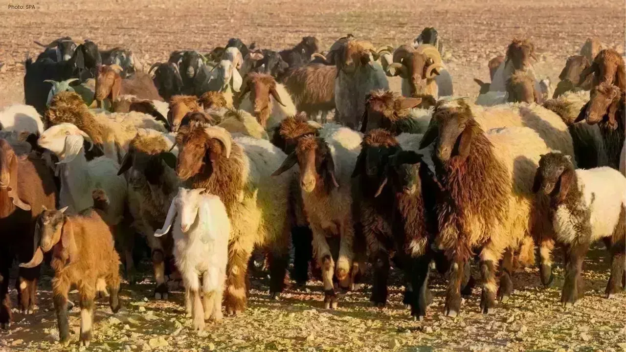 Saudi Arabia Poised for Hajj 1447 Sacrificial Animal Needs