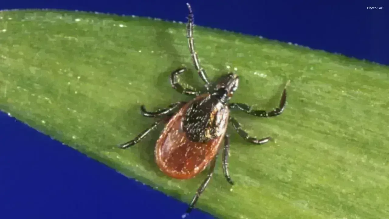 Surge in Tick-Borne Diseases Alarm Experts Across Canada