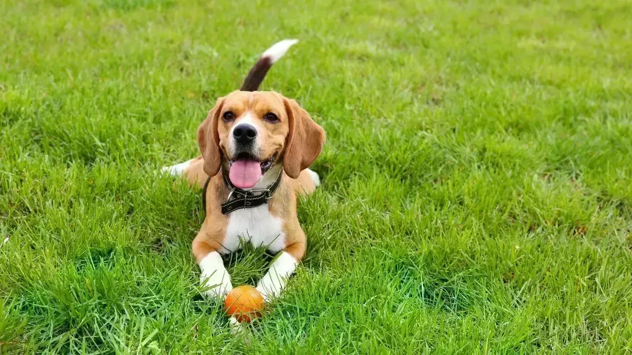 AI Pet Translator Sparks Global Buzz