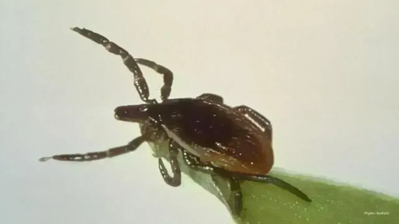 Public Health Advisory: Safeguarding Against Tick Bites