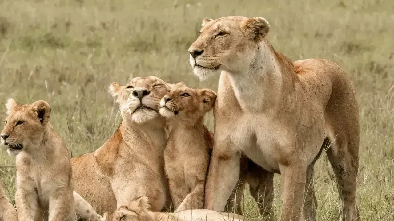 Virus Scare Hits Gujarat’s Gir Lion Population